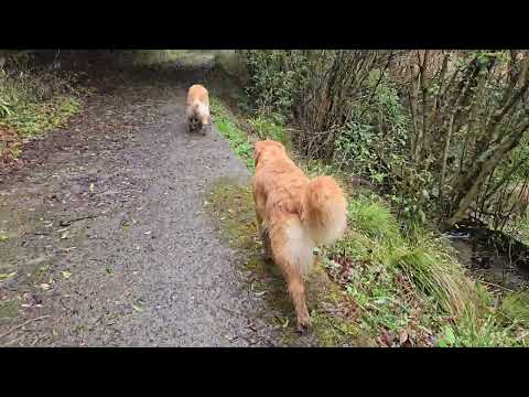 4月最初の散歩は小雨でもうれしい２歳のイロハ。