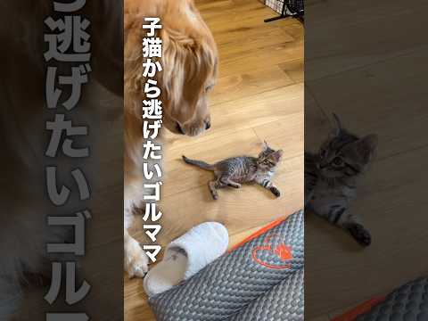 子育てに疲れて寝たフリをする大型犬...【ゴールデンレトリバー・子猫】