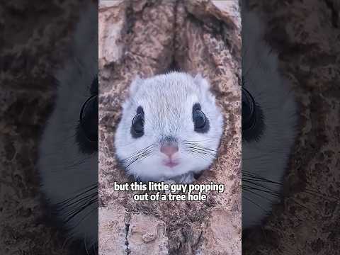 The Adorable World of Big-Eyed Flying Squirrels animals lov… サムネイル