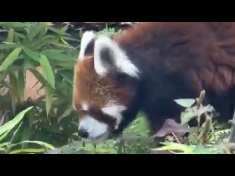 23歳の誕生日に風太くん　お散歩‼️ レッサーパンダ　千葉市動物公園　2026年7月5日