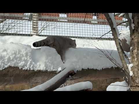 あ　危ない〜　あ　落ちた❣️ナゴムくん気をつけて〜　マヌルネコ　那須どうぶつ王国　2026年1月12日 サムネイル