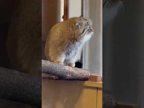 shorts カワかっこいいロータスくん　マヌルネコ　埼玉県こども動物自然公園にて　2026年3月7日 サムネイル