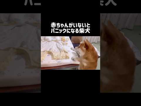 赤ちゃんがいないとパニックになる柴犬 柴犬 shibainu shorts サムネイル