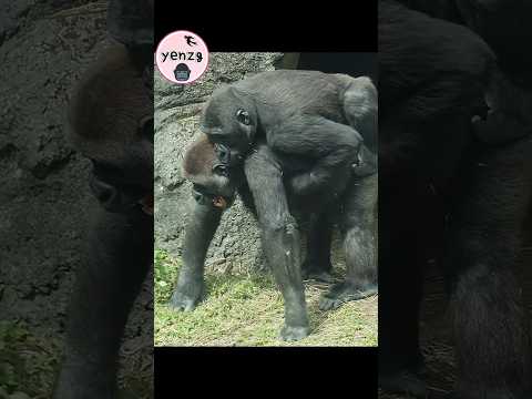 Gorilla : Giddy up! and next second🤣 gorillatag taipeizoo 金… サムネイル