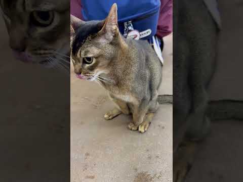 shorts ムギチャくん　ワンニャンリビング　那須どうぶつ王国にて　2026年1月30日 サムネイル