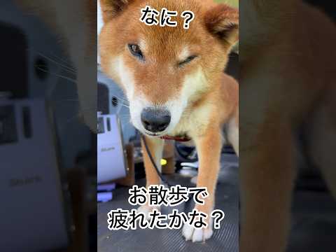’26.7.30 朝から張り切った力丸… 柴犬 柴犬のいる暮らし 柴犬の日常 お散歩 眠い犬 力丸