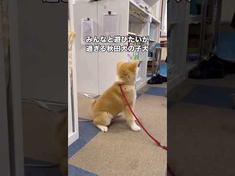 秋田犬保存会事務所でスタッフの人に遊んで遊んでアピールをする秋田犬の子犬 秋田犬 日本犬 子犬 shorts サムネイル