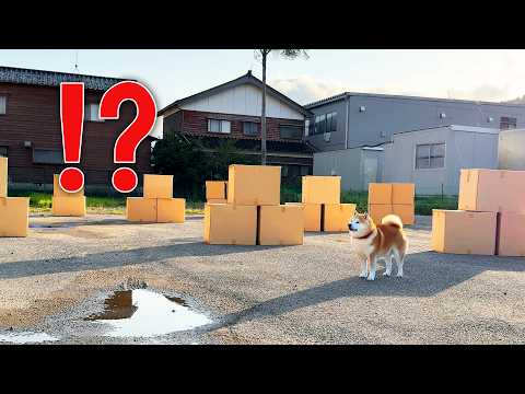 段ボールの山を大量に作って、柴犬とハイパーデラックススペシャルかくれんぼしてみた。 サムネイル