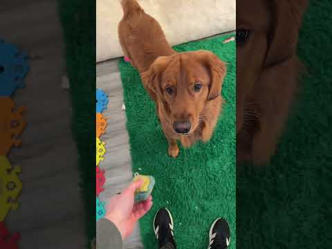 Teaching a dog is so hard 😩 サムネイル