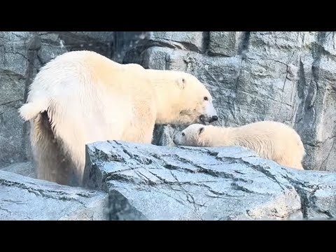 ママ～ママ～とついて歩くモモ太くん　ホッキョクグマ　男鹿水族館GAO　2026年5月22日　IMG 4922 サムネイル
