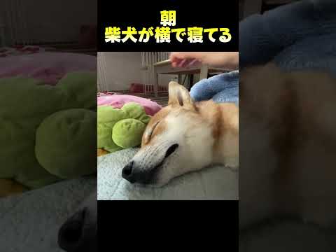 柴犬が横でねてる サムネイル