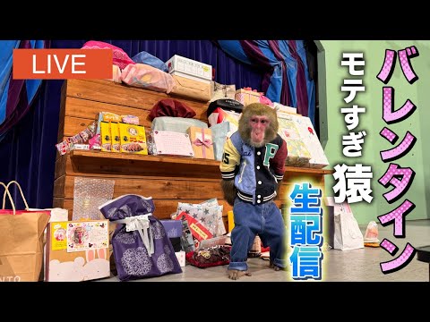 【チョコ100個以上】飼い主よりはるかにモテるお猿さんを一緒に愛でる生配信【バレンタイン】 サムネイル