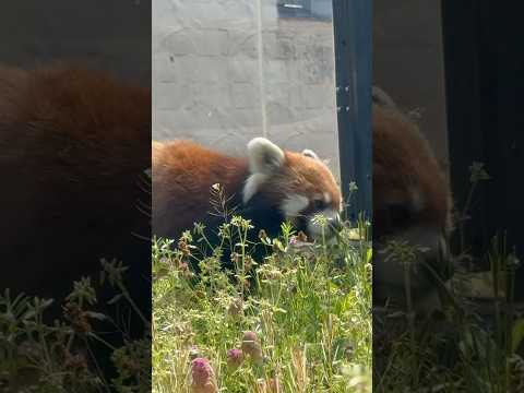 shorts 草原キラキラ🤭メルヘン路線の円実ちゃん😉　レッサーパンダ　大森山動物園にて　2026年4月29日 サムネイル