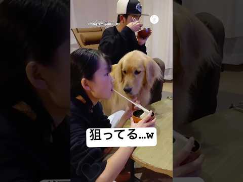 餅を狙うゴールデンレトリバー　ゴールデンレトリバー 大型犬　犬　犬のいる暮らし サムネイル