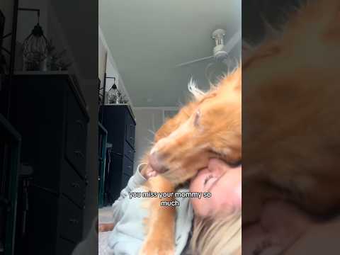 coming home to my golden retriever🥵 goldenretreiver dog ind… サムネイル