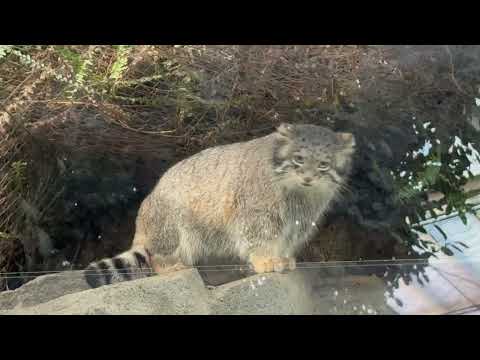 オトちゃんは 好みの休憩場所へ　マヌルネコ　神戸どうぶつ王国にて　2025年12月26日 サムネイル