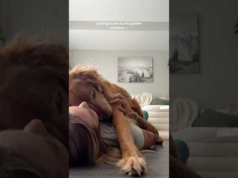 coming home to my golden retriever🥵goldenretreivers dog pup… サムネイル
