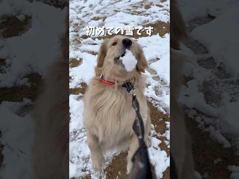 麹くん雪デビューしました⛄️❤️ゴールデンレトリバー goldenretriever 犬と2人暮らし サムネイル