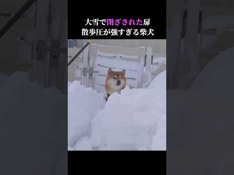 大雪で扉が埋もれた時の柴犬が可愛すぎる。 #shibainu # #犬のいる生活 #大雪 サムネイル