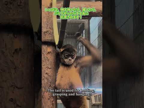【旭山動物園】くもざる・かぴばら館　[Asahiyama Zoo]Spider Monkey Capybara Mus…
