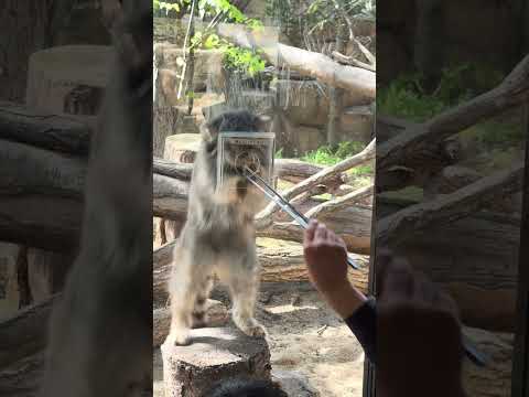 shorts ナゴムくんお待ちかねのオニクタイム　マヌルネコ　那須どうぶつ王国にて　2026年4月26日 サムネイル