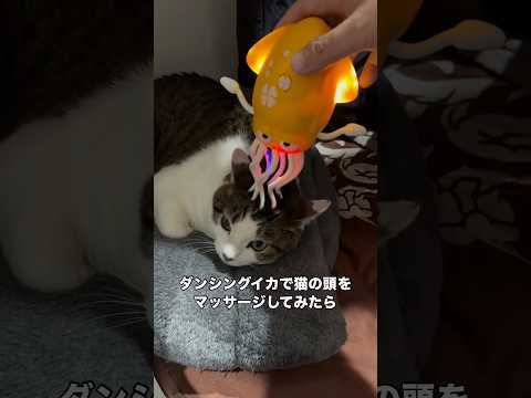 頭をなでられるのが大好きな猫にダンシングイカでマッサージしてみると 猫 ダンシングイカ キジシロ shorts サムネイル