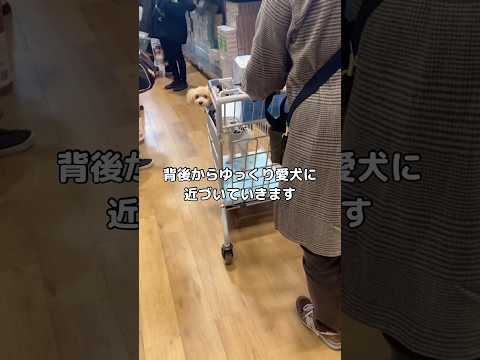 愛犬がカ〇ンズいる時にサプライズで会いに行った結果 トイプー トイプードル shorts