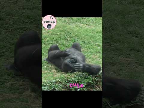 little gorilla cute shuffle😆 gorillatag taipeizoo 金剛猩猩 台北市立… サムネイル