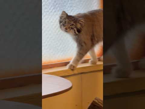 shorts 暑いのに お庭を諦められないオトちゃん😅　マヌルネコ　埼玉県こども動物自然公園にて　2026年5月31日 サムネイル