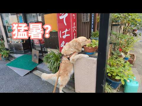 今年は猛暑でした？ゴールデンレトリバーティト