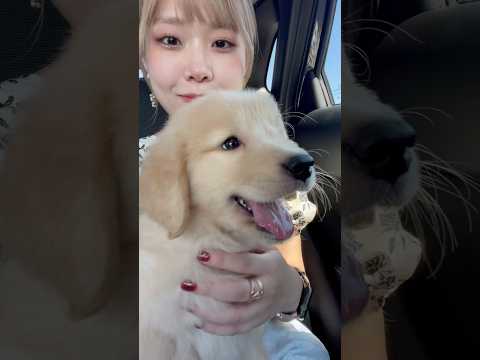 あんなに小さかった麹がもうすぐ2歳になります🥺❤️ ゴールデンレトリバー サムネイル