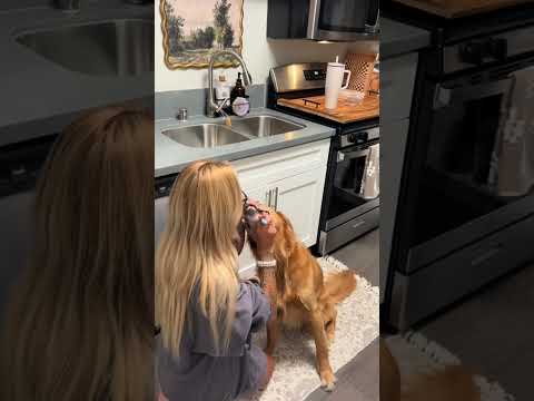 dog-tor coby to rescue🛟goldenpup puppy goldenpupppy dogbree… サムネイル