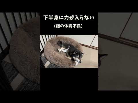 下半身に力が入らない サムネイル