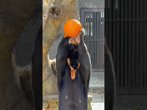 shorts フィーダーとマーチンくん🤭　マレーグマ　のんほいパークにて　2026年4月3日 サムネイル