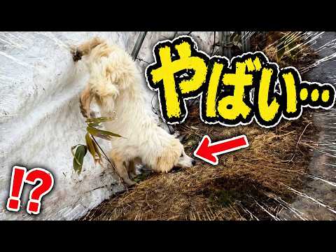 子犬、完全にやらかす… サムネイル