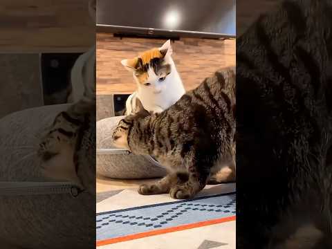 突然後ろから噛まれたのに寛大な心で三毛猫を指導するキジトラ 三毛猫 キジトラ キジ猫 三毛猫子猫 サムネイル