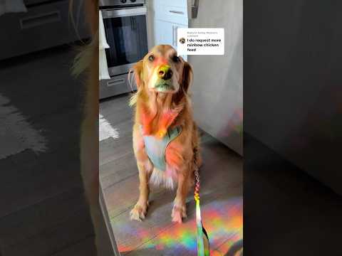 coming home to my golden retriever🥵goldenretreivers dog pup… サムネイル