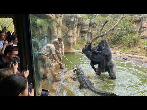 Gorilla VS Crocodile? – Shocking Moment Caught on Camera! -… サムネイル