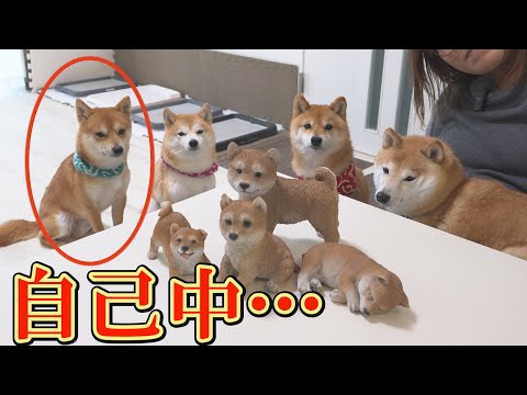 極寒の日、ヒーターを設置したら末っ子柴犬のまさかの行動に爆笑してしまいました・・・ サムネイル