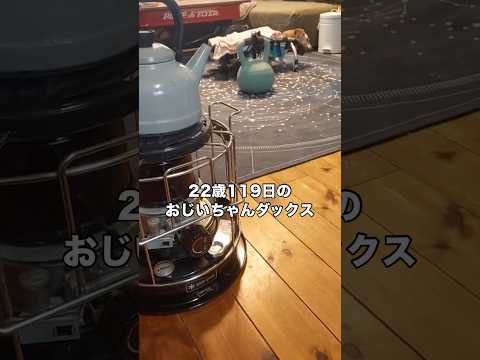 22歳と133日を懸命に生き抜いたおじいちゃんダックスの生前のぐる活 ダックスフンド ダックス シニア犬 shorts サムネイル