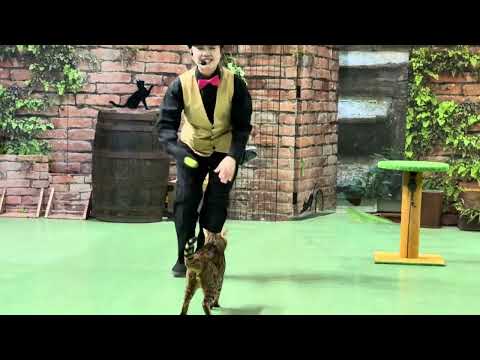 ハンターウーロン！MCおねえさんデビュー戦！なかなか見れない猫によるショー ザ・キャッツ　那須どうぶつ王国にて　202… サムネイル