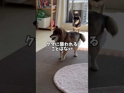 黒柴🐕世紀の大発見⁉️