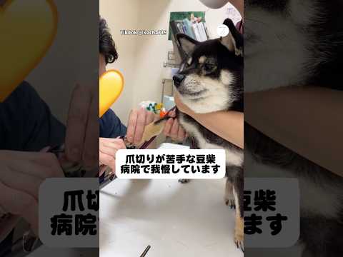 本当は逃げたい…爪切りを我慢する豆柴　柴犬　豆柴　動物病院 犬のいる暮らし