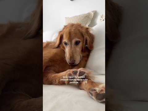 coming home to my golden retriever❤️india retreiver dog pup… サムネイル