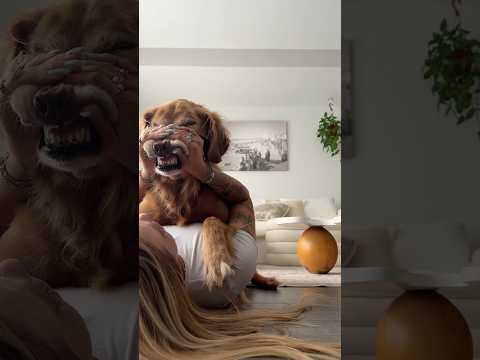 coming home to my golden retriever🥵goldenretreivers dog pup… サムネイル