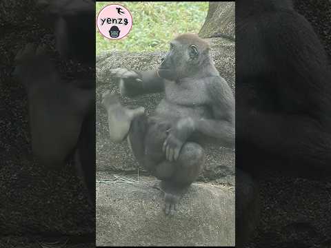 Gorilla Jabali in a good mood gorilla gorillatag taipeizoo… サムネイル