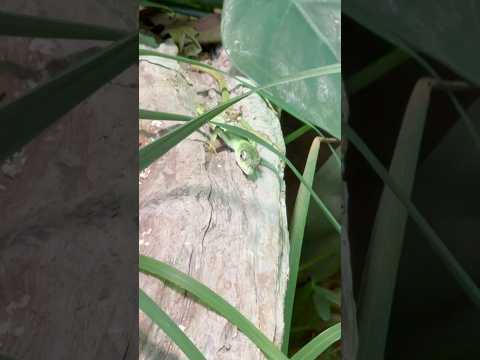 shorts ミヤコカナヘビ　見つけた〜　神戸どうぶつ王国　2025年12月29日 サムネイル