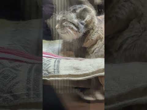 shorts 佇むプリームラさん　マヌルネコ　上野動物園　2026年２月6日 サムネイル