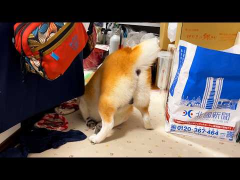 珍妙な体勢を保ったまま、ゆっくりと、しかし着実に画面外へフェードアウトしていく柴犬 サムネイル