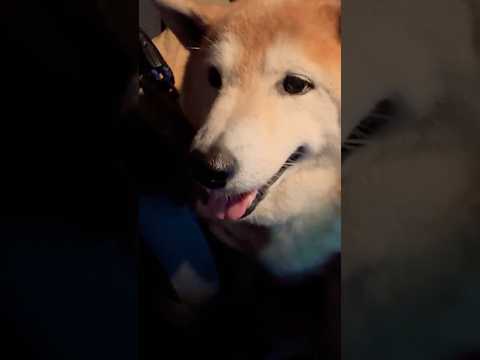 柴犬福 散歩で満足したため、省エネな別れの儀式をする葵先輩🤣Sis and Shiba🤣姉と柴 shorts 柴犬 j…